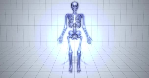 Visualization Skeleton Medical Animation Tibia Bone — Stock Video