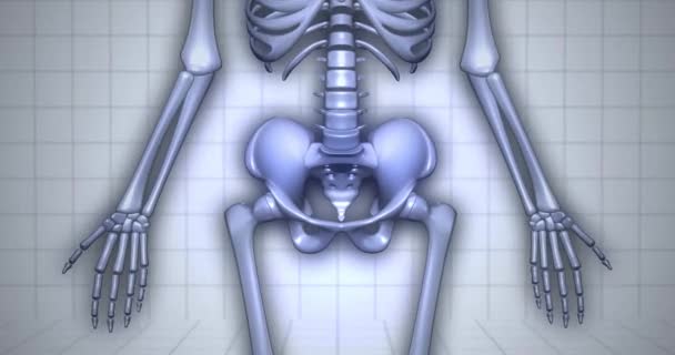 Visualización Del Esqueleto Anatomía Humana Huesos Cadera — Vídeo de stock
