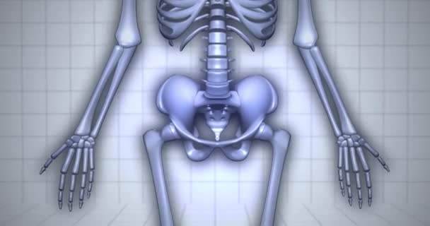 Human Anatomy Skeleton Visualization Coccyx — Stock Video