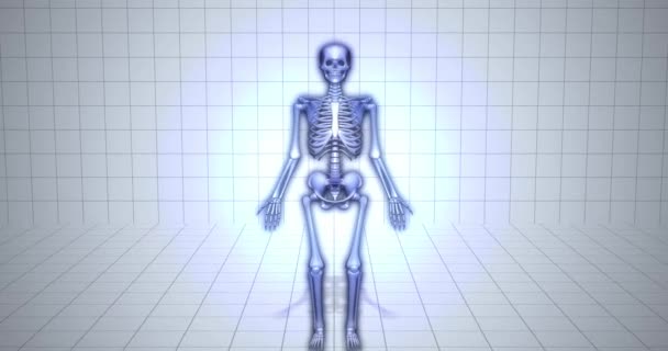 Visualización Del Esqueleto Anatomía Humana Metacarpos — Vídeos de Stock