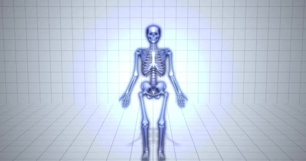 Animációs Orvosi Csontváz Animáció Felkarcsont Csont — Stock videók