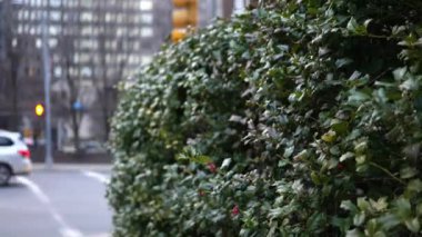  Kamera holly bush kent merkezinde yakın geçmişte bulanık Rating slaytlar