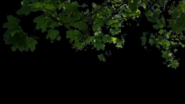 Передние Деревья Дующие Ветру Матовым — стоковое видео