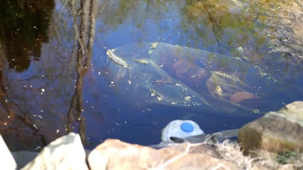 Tadpoles Zwemmen Kleine Vijver — Stockvideo