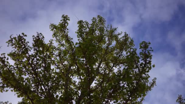 Wolken Wälzen Sich Über Schönen Jungen Baum — Stockvideo