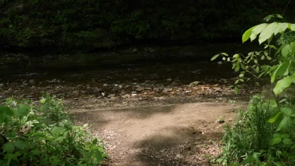 Eingang Den Wald Einem Ufer Eines Baches — Stockvideo