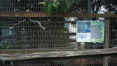 Kafes sergisinde büyük bir tavus kuşu