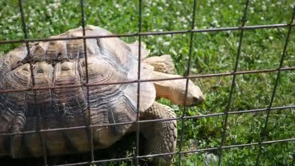 Afrikanische Schildkröte Salcuta Läuft Auf Gras Gehege — Stockvideo