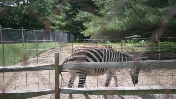 Biała Zebra Obudowie Jedzenia Trawy — Wideo stockowe