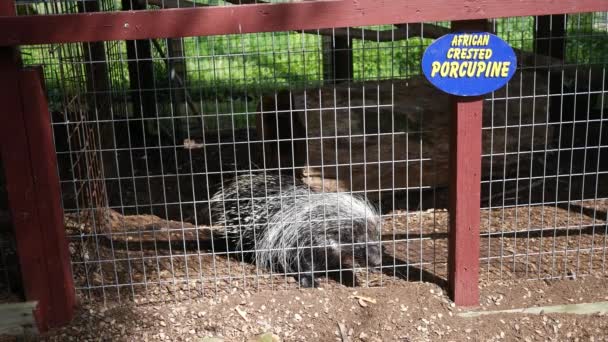 Afrikansk Crested Porcupine Äter Morot Fångenskap — Stockvideo