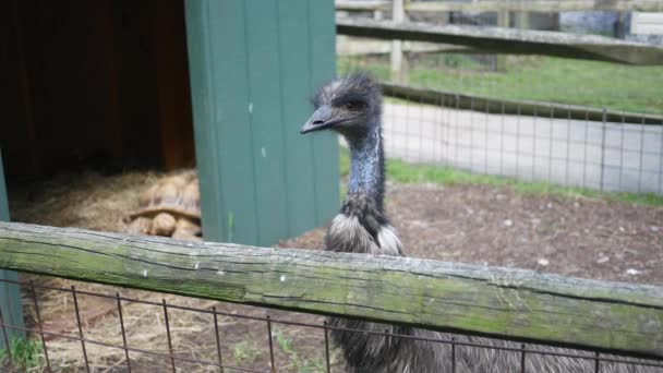 Egy Nagy Emu Egy Kamrában — Stock videók