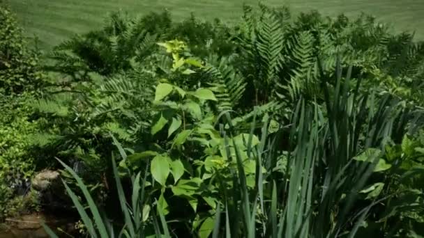 Een Aangelegd Gebied Van Planten Struiken Het Platteland Van Pennsylvania — Stockvideo