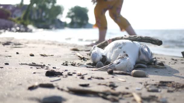 Mrtvola Mrtvého Ptáka Základě Koncepce Znečištění Pláží — Stock video