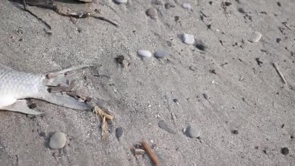 Carcassa Pesce Una Spiaggia Concetto Inquinamento Fuoriuscita Petrolio — Video Stock