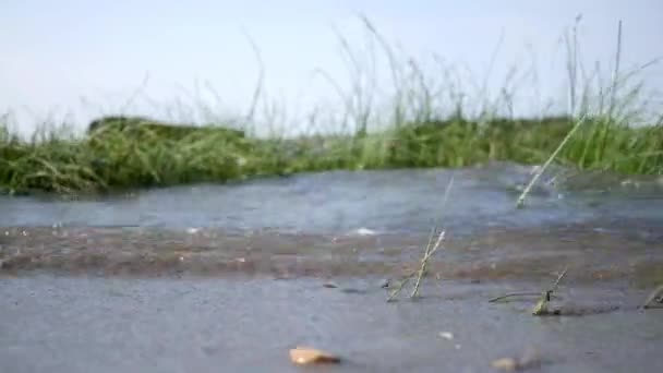 在沿海社区附近被洪水淹没的海滩上 草周围水涌涌 — 图库视频影像