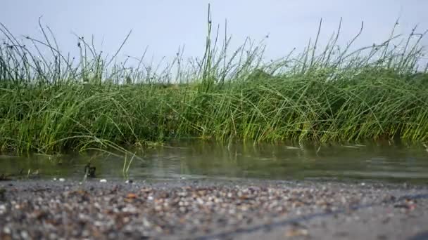 Wasser Quillt Über Gras Einem Überfluteten Strand Küstennähe — Stockvideo
