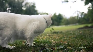 Beyaz kedi arka bahçesinde kamera kapalı bir şey kovalar