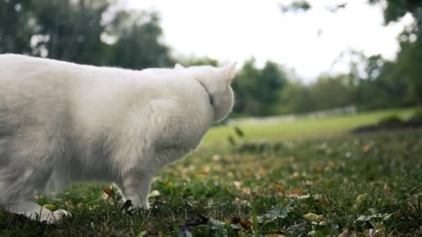 Gato Blanco Persigue Algo Fuera Cámara Patio Trasero — Vídeos de Stock