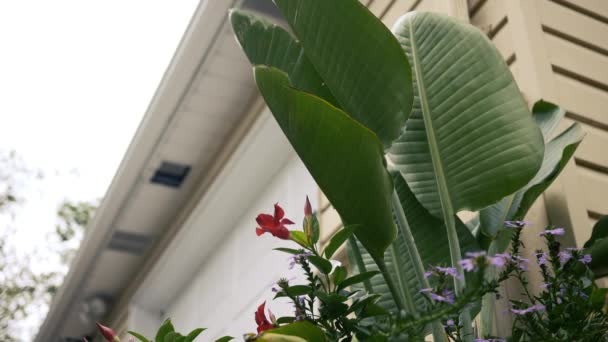 Planta Banana Sendo Regada Dia Verão Lado Residência Verão — Vídeo de Stock