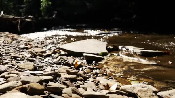 Κινηματογραφική Περιοχή Ποταμού Ένα Δάσος Της Πενσυλβάνια Καλοκαίρι — Αρχείο Βίντεο