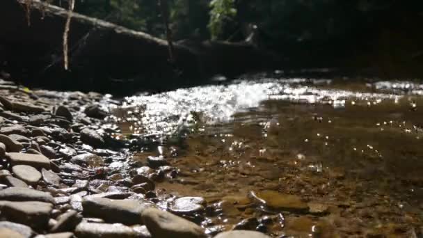夏季V3宾夕法尼亚森林中的电影小溪区 — 图库视频影像