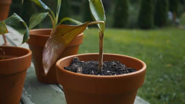 Watering Red Ensete Ventricosum Maurelii Plant — Stock Video