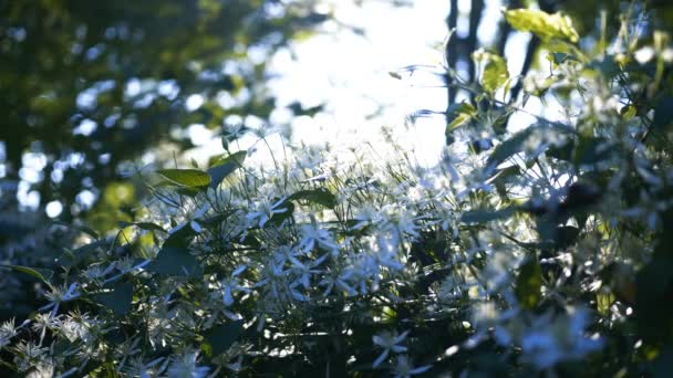 Uma Videira Florescente Torno Uma Cerca Enquanto Sol Nasce Área — Vídeo de Stock