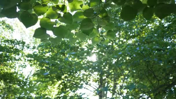 郁郁葱葱的森林 阳光透过树叶升起 — 图库视频影像