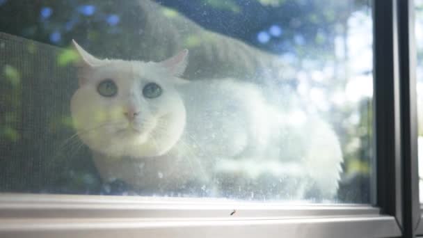Pisica Albă Stând Pervazul Ferestrei Timp Soarele Răsare Clip Cinematic — Videoclip de stoc