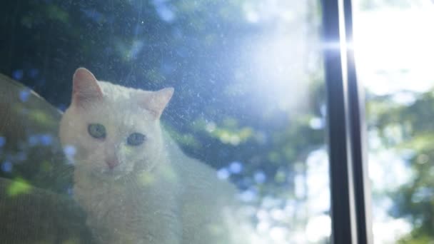 Weiße Katze Sitzt Auf Fensterbank Während Die Sonne Aufgeht Filmausschnitt — Stockvideo