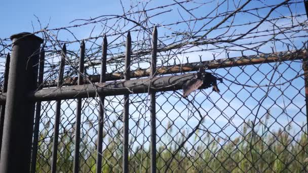 Kies Zaun Mit Hintergrund Unkraut Und Vegetation Fließt Auf Wind — Stockvideo