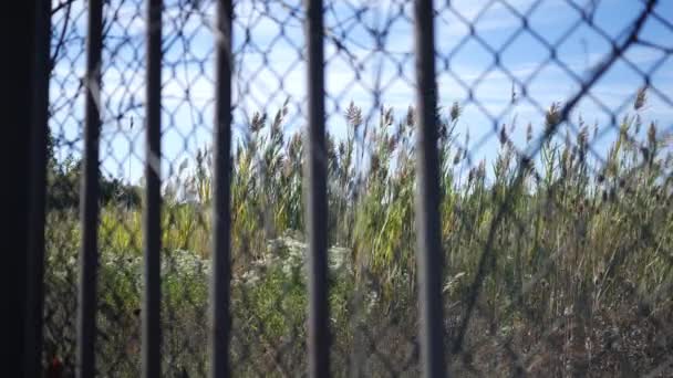 Kies Zaun Mit Hintergrund Unkraut Und Vegetation Fließt Auf Wind — Stockvideo