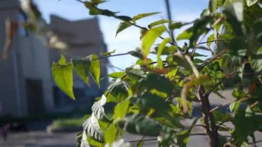 Depresif alanda büyüyen bir sumak bitkisi