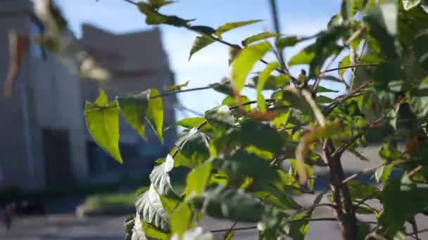 Sumac Plant Growing Depressed Area — Stock Video