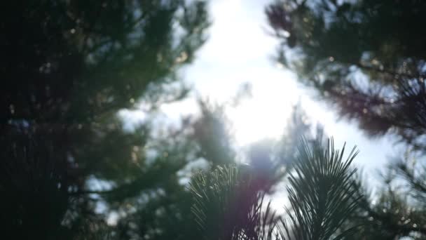 Sıcak Gün Sinematik Güneş Işığında Sallanan Çam Iğne Dalı — Stok video