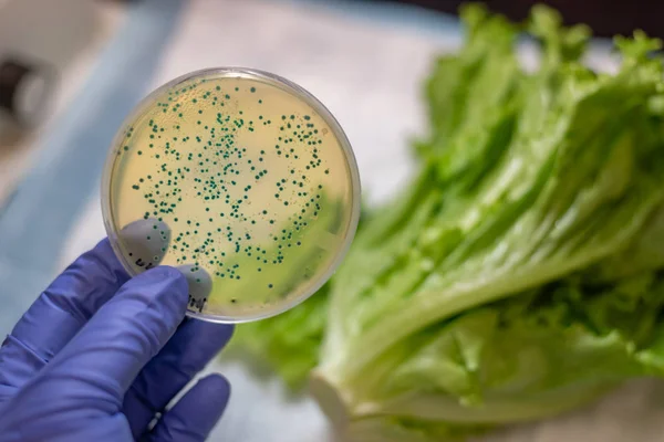 Coli Kulturteller Zeigt Gegen Römersalat — Stockfoto