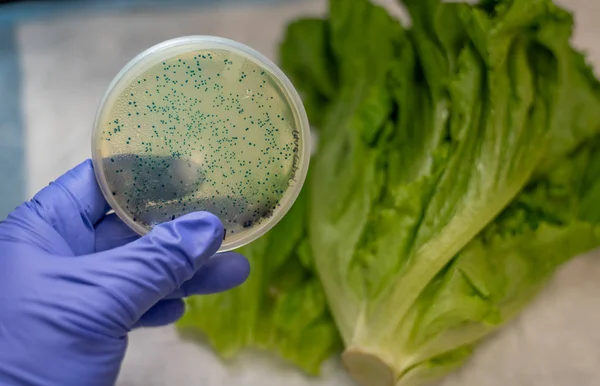 Romaine Lettuce Contaminated Coli — Stock Photo, Image