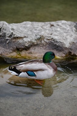 Almanya 'da renkli ve parlak bir ördek 