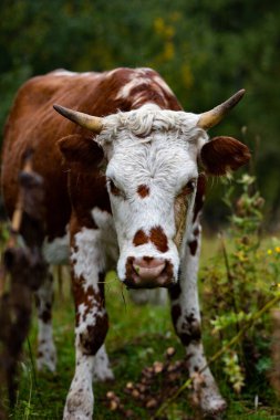 Bir ineğin portresi