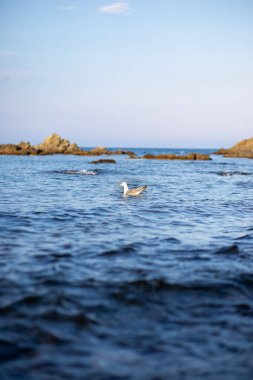 Martı mavi denizde yüzer.