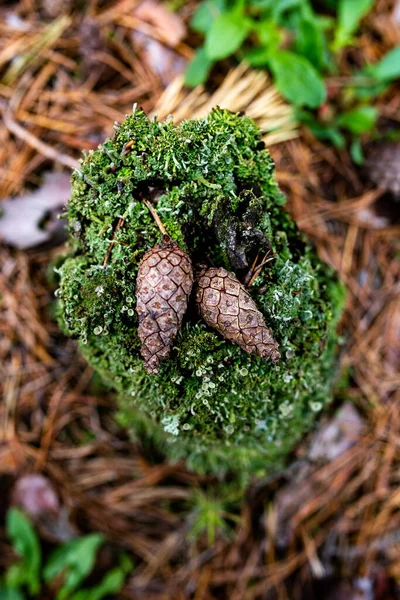 forest texture with two cones and green moss