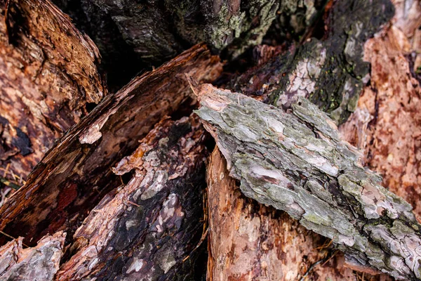 Árvore Casca Textura Macro Close Foto — Fotografia de Stock