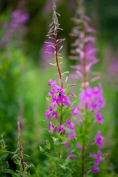 Violette Wildblumen Den Österreichischen Alpen — Stockfoto