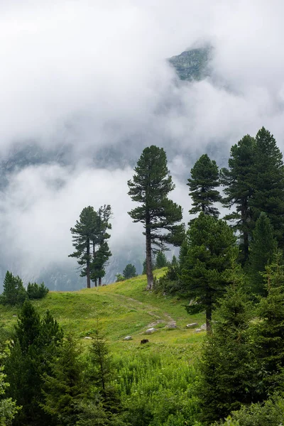 Bewolkt Bos Bergen Van Oostenrijk Alpen — Stockfoto