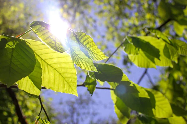 Yeşil Yapraklar Mavi Gökyüzü Güzel Güneş Işığı — Stok fotoğraf