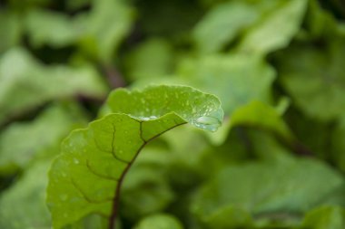 Su damlalı yeşil yaprak