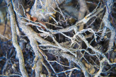 Ağaç kökleri çok küçük