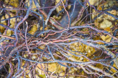 Ağaç kökleri çok küçük