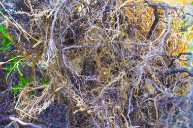 Ağaç kökleri çok küçük