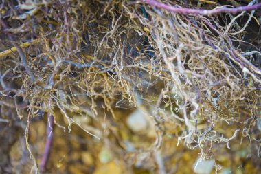 Ağaç kökleri çok küçük